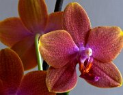 Orchidee  (c) Henk Melenhorst