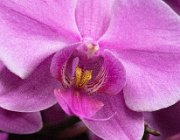 Orchidee : Orchideeëmhoeve, macro, orchidee