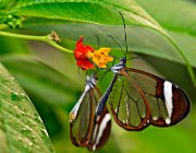 02-1  (c) Henk Melenhorst : Papiliorama, vlinder, vlinderparadijs, macro