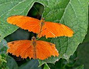 DCA 1458  (c) Henk Melenhorst : Passiflorahoeve, macro, vlinder