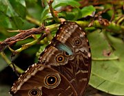 DSC 2333  (c) Henk Melenhorst : macro, vlinder, close-up, vlindertuin, Papiliorama
