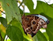 DSC 2359  (c) Henk Melenhorst : macro, vlinder, close-up, vlindertuin, Papiliorama