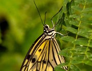 DSC 2365  (c) Henk Melenhorst : macro, vlinder, close-up, vlindertuin, Papiliorama
