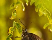 DSC 2384  (c) Henk Melenhorst : macro, vlinder, close-up, vlindertuin, Papiliorama