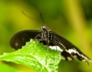DSC 2387  (c) Henk Melenhorst : macro, vlinder, close-up, vlindertuin, Papiliorama