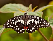 DSC 2425  (c) Henk Melenhorst : macro, vlinder, close-up, vlindertuin, Papiliorama