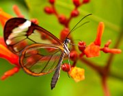 DSC 2459  (c) Henk Melenhorst : macro, vlinder, close-up, vlindertuin, Papiliorama
