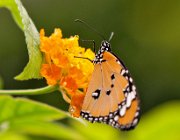 DSC 2465  (c) Henk Melenhorst : macro, vlinder, close-up, vlindertuin, Papiliorama