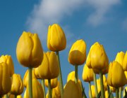 Tulips from Holland  (c) Henk Melenhorst : tulpen