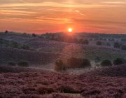 Zonsopkomst Posbank : Posbank, zonsopkomst, hei, heide