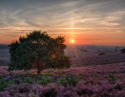 Zonsopkomst Posbank : Posbank, zonsopkomst, hei, heide